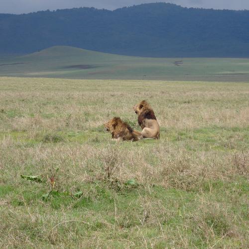 Lions in National Park