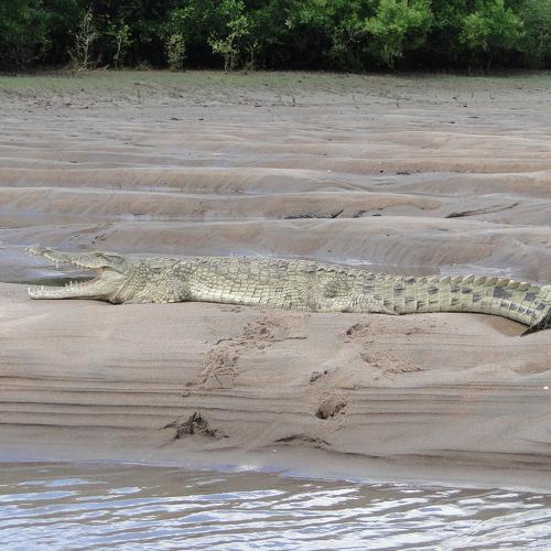 Crocodile in National Park