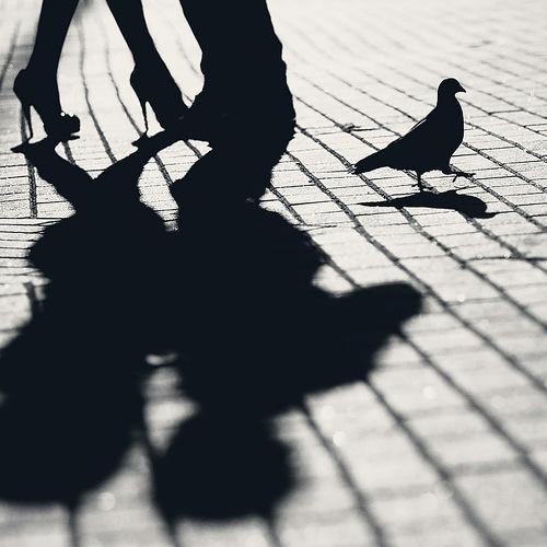 love and bird