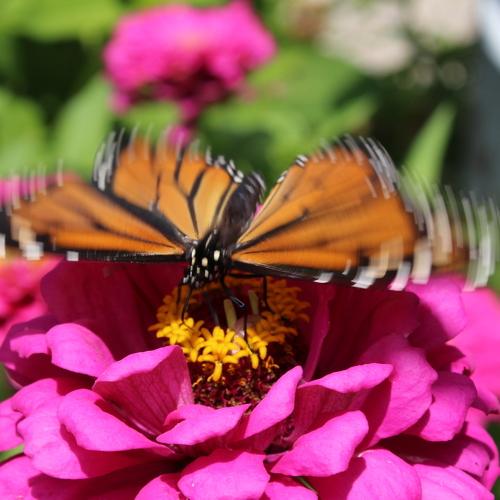 A butterfly and a bee
