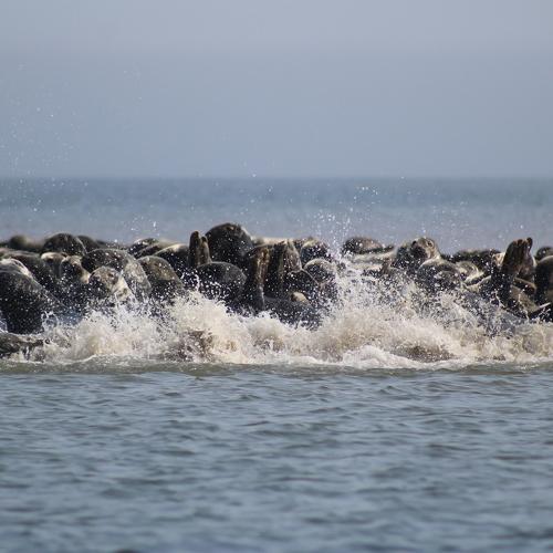 Grey Seals