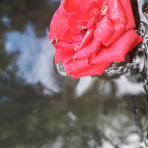 Red water