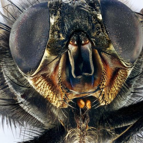 Portrait of a housefly