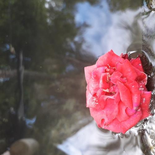 Still Rose