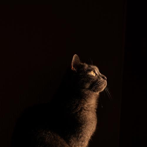 Photo #2939184