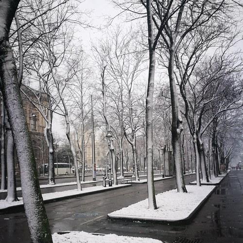 Frozen trees