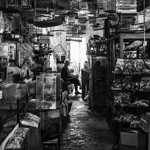 Bird Cage Store