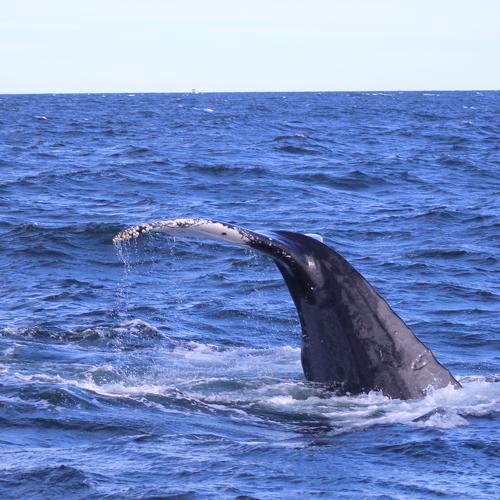 Whale Watch