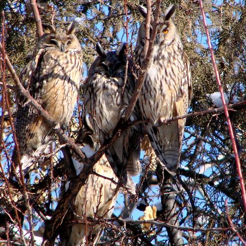 Asio otus — ушастая сова (Узбекистан)
