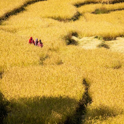 Золотой рис