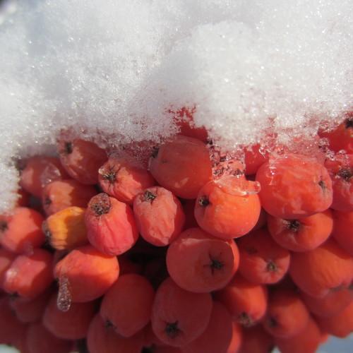 Photo #2942734