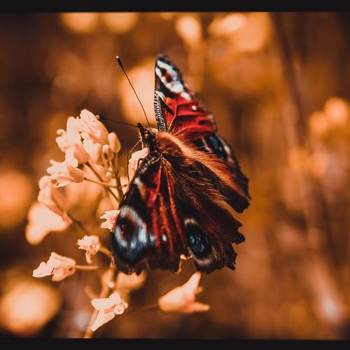 Resting Fairy