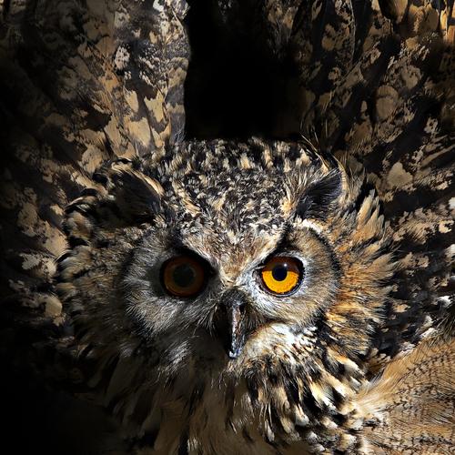 Eagle owl's flapping