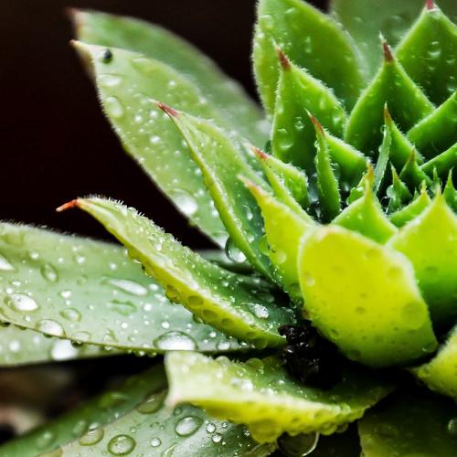 Drops
