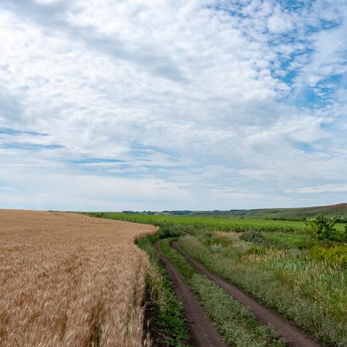 Harvest time. Время жатвы.