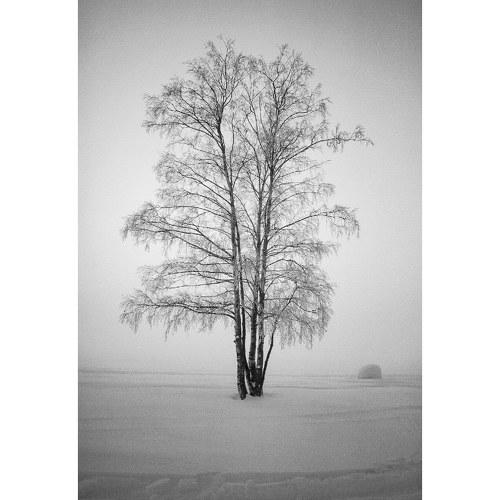 Зимний туман