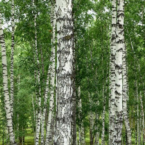 Русь