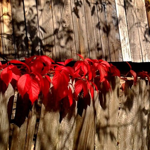 Photo #2945896