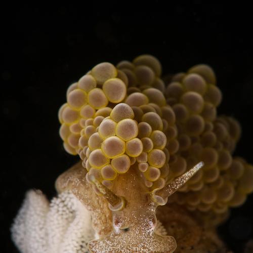 Nudibranch Doto Ussi with eggs