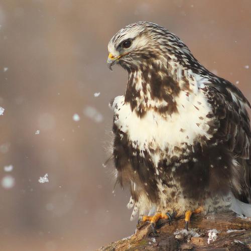 Зимняк (Buteo lagopus).