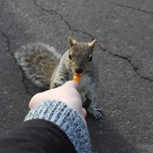 hungry hungry squirrels