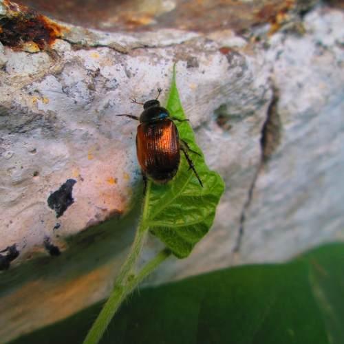 Beetle