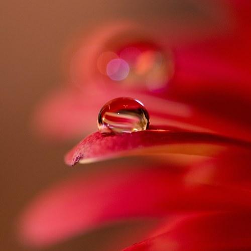 Little drop
