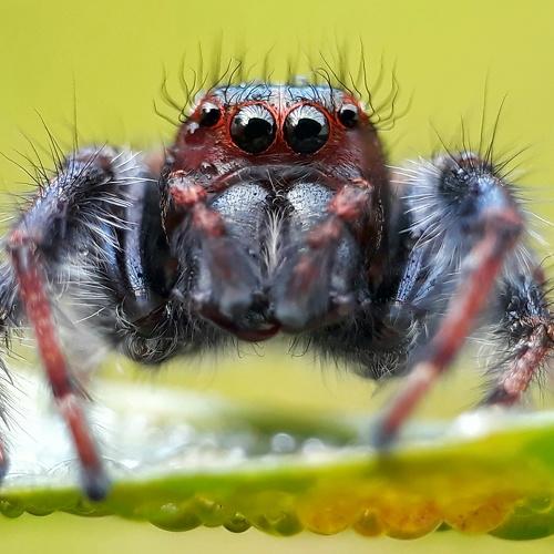 Face of nature