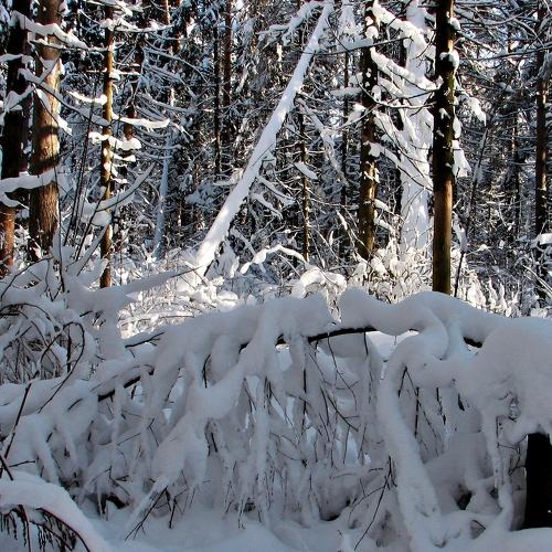 Photo #2948912