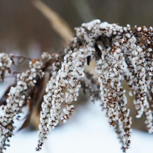 WILD PLANT  ЗИМНИЙ СУХОСТОЙ
