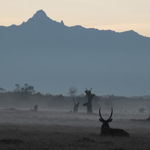 Waterbuck