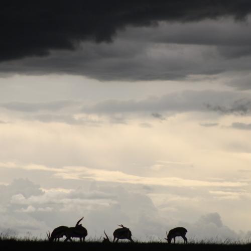 Thomson's gazelle