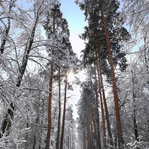 Снежный лес