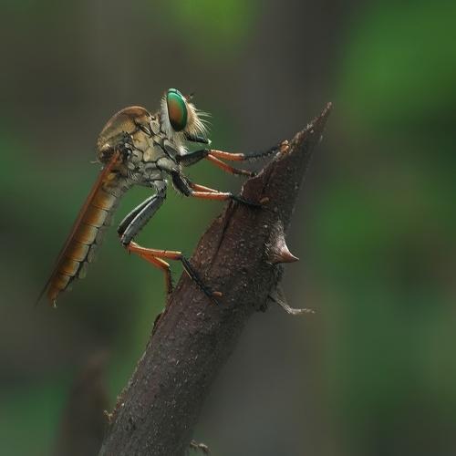 Robberfly