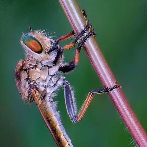 Robberfly