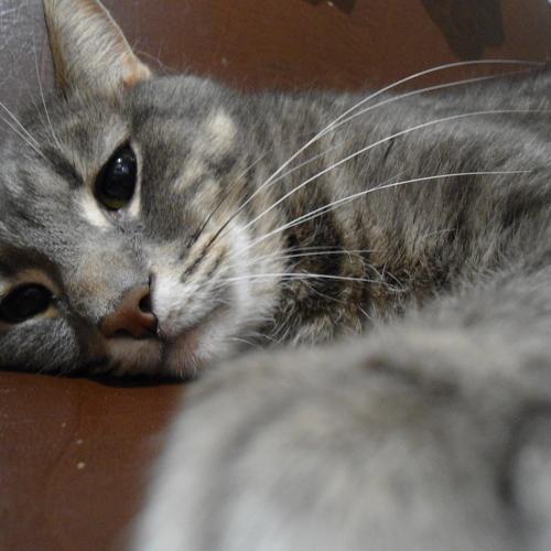 Photo #2950003