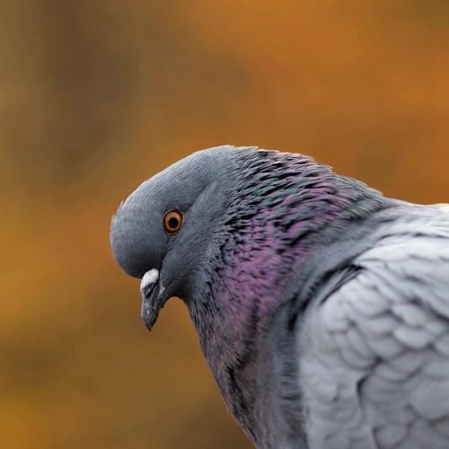 Photo #2950048