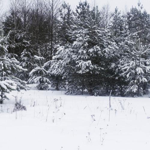 Photo #2950422