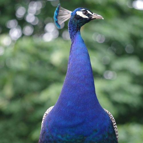Peaking Peacock