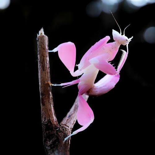 The Pink Mantis