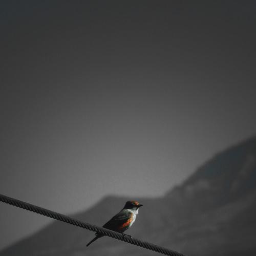 Pájaros con vértigo