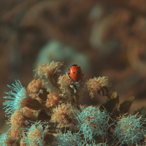 Oro naranja