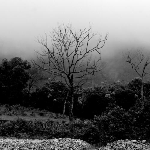 foggy winter