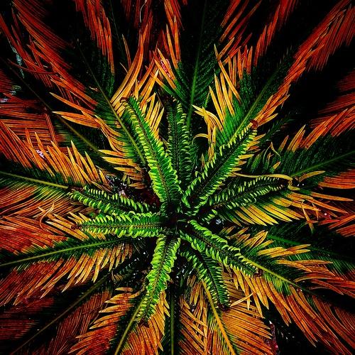 Symmetry in Nature