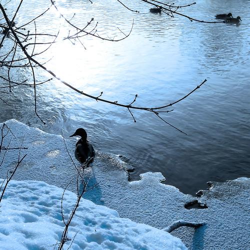 Photo #2953160