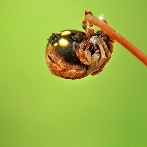 Hanging