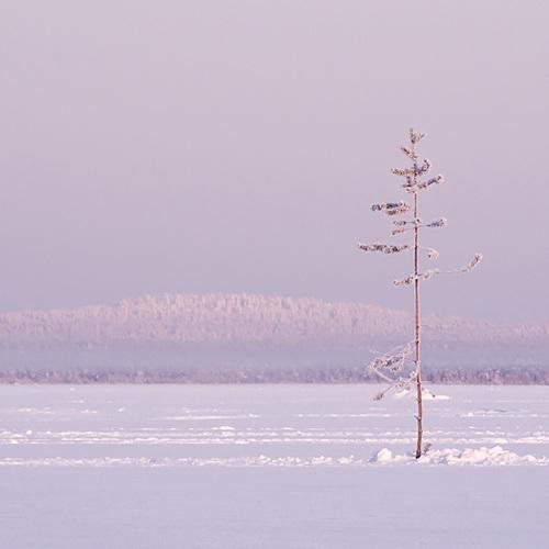 Две сосны