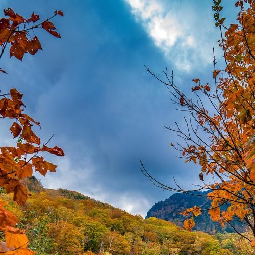 Autumn's many colours