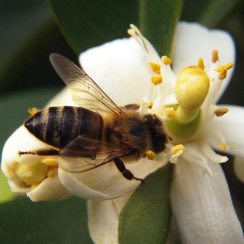Abejita