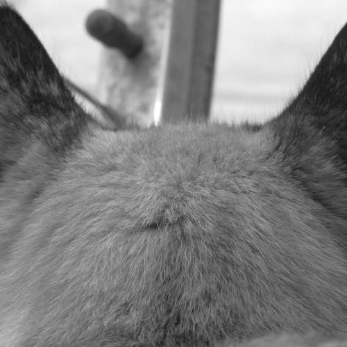 Photo #2954098